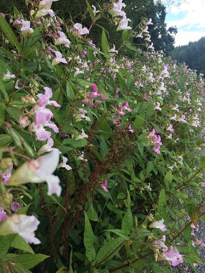 Himalayan-Balsam resized Himalayan-Balsam resized